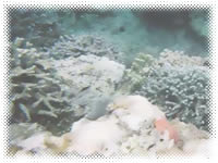 Anilao Outrigger Resort - Extra Picture 1