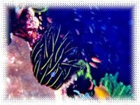 bonito island resort batangas dive