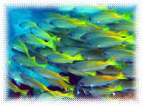 bonito island resort batangas dive