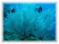 bonito island resort batangas dive