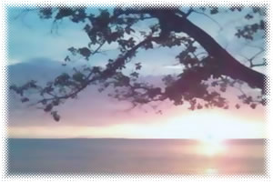 Dive and Trek Resort and Marine Sanctuary - Resort Beach Sunset View